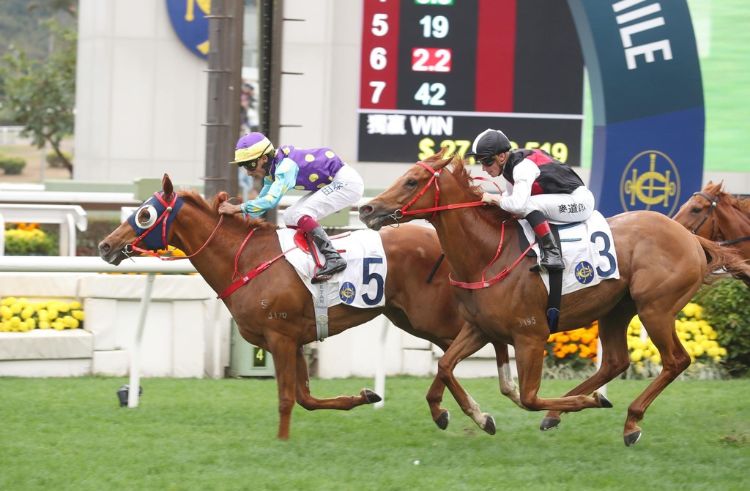 Club Horses - The Racing Club - The Hong Kong Jockey Club